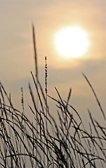 Image showing Blades Of Grass