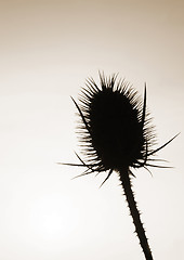 Image showing Teasel