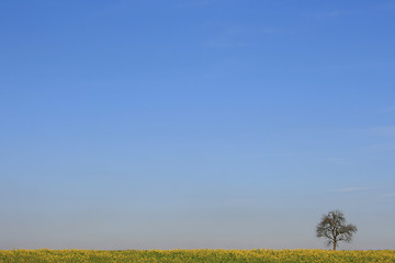 Image showing Lonely Tree