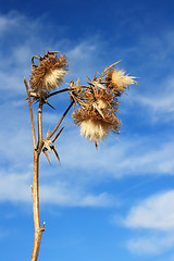 Image showing Thistle Bloom