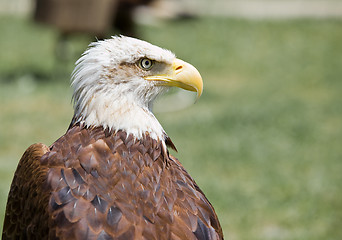 Image showing american bald eagle