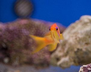 Image showing marine aquarium fish tank