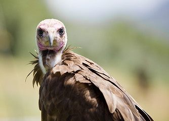 Image showing bird of prey