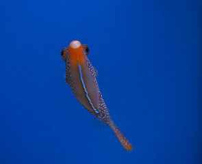 Image showing marine aquarium fish tank