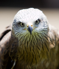 Image showing bird of prey