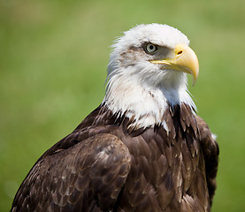 Image showing american bald eagle