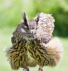 Image showing eagle owl