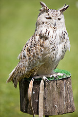 Image showing eagle owl