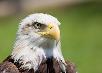 Image showing american bald eagle