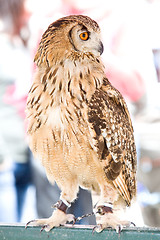 Image showing eagle owl