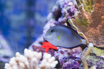 Image showing marine aquarium fish tank