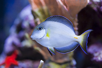 Image showing marine aquarium fish tank