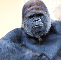 Image showing adult gorilla