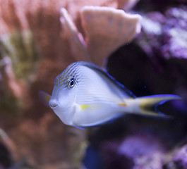 Image showing marine aquarium fish tank