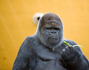 Image showing adult gorilla