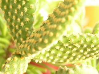 Image showing cactus close up