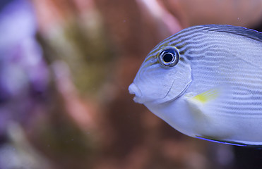 Image showing marine aquarium fish tank