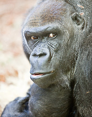 Image showing adult gorilla