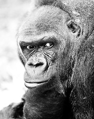 Image showing adult gorilla