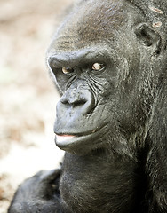 Image showing adult gorilla