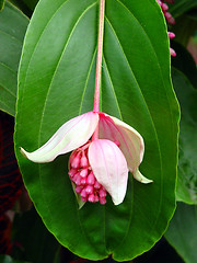 Image showing Tropical Flower