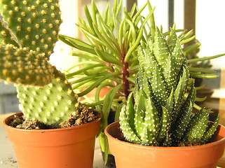 Image showing cactus plants in pots