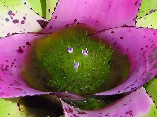 Image showing Bromeliad