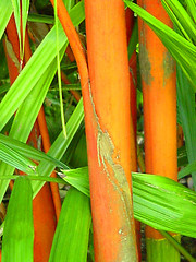 Image showing Red Cane Palm