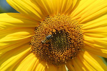 Image showing Bee in sunflower