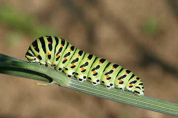 Image showing Butterfly catterpillar