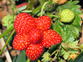 Image showing mutant strawberries