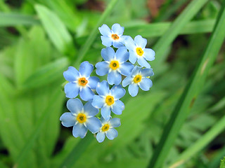 Image showing tiny blue flowers