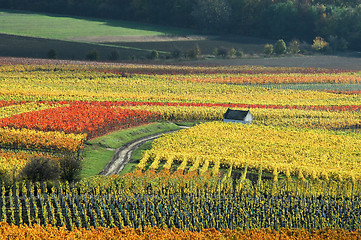 Image showing Vineyards on autumn colors