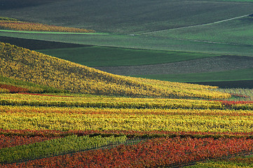 Image showing Vineyards in autumn colors