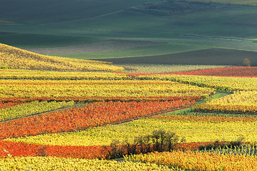 Image showing Vineyards in autumn colors