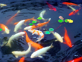 Image showing Koi Carp