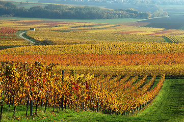 Image showing Vineyards in autumn colors