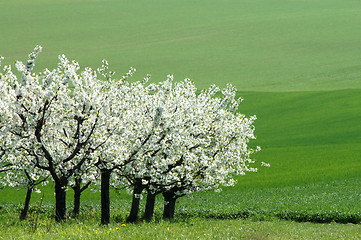 Image showing Cherry garden