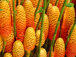 Image showing Tropical Wax flowers