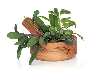 Image showing Sage Herb Leaves