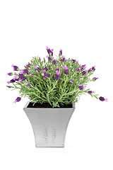 Image showing Lavender Herb Flowers