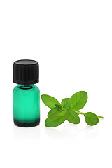 Image showing Peppermint Herb Leaf and Essence