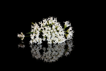 Image showing Valerian Flowers