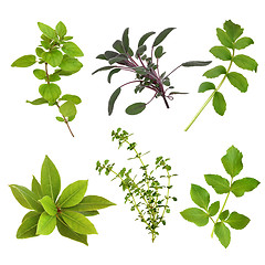 Image showing Herb Leaf Selection