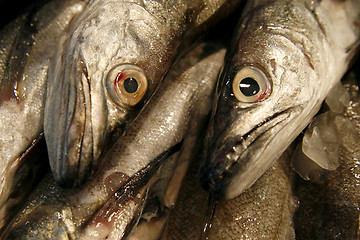 Image showing Details of raw fresh fish close-up