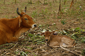 Image showing A cow and a calf, resting on the field