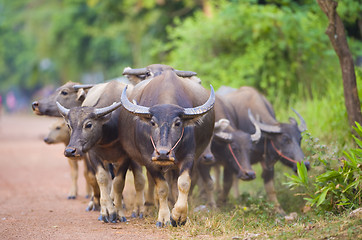 Image showing thailand: cows and buffalos on the way back from the field