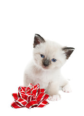 Image showing Siamese Kitten With Bow