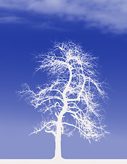 Image showing White Tree