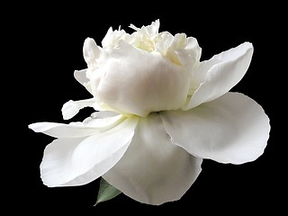 Image showing white peony